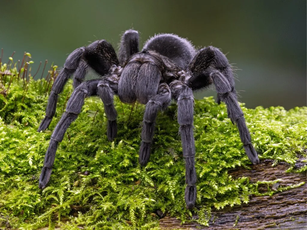 19030 brazilian black tarantula handling