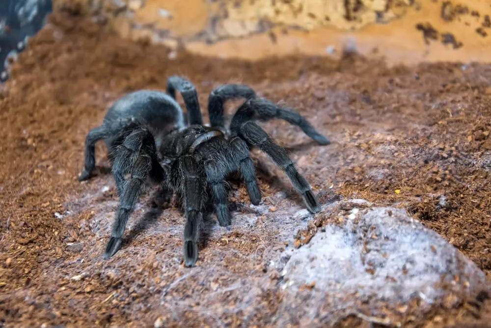 19030 brazilian black tarantula in habitat