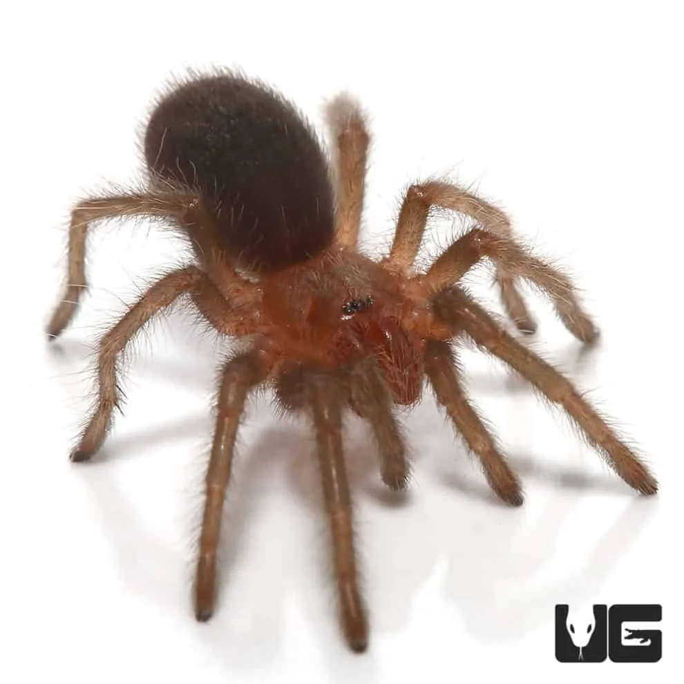 19030 brazilian black tarantula molting