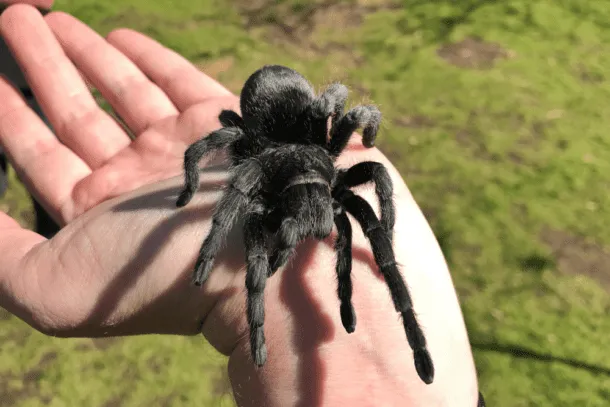 19030 full grown brazilian black tarantula size