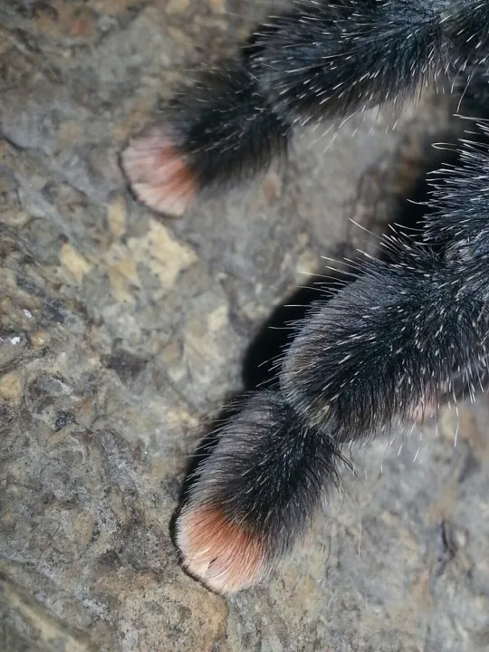 19031 colorful tarantula paw