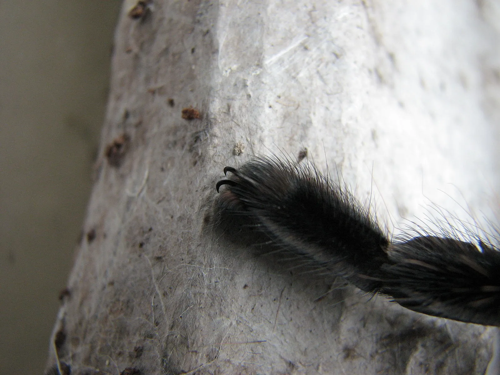 19031 tarantula climbing