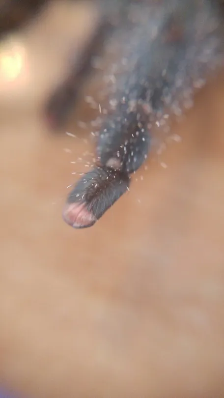 /img/19031-tarantula-grooming.webp