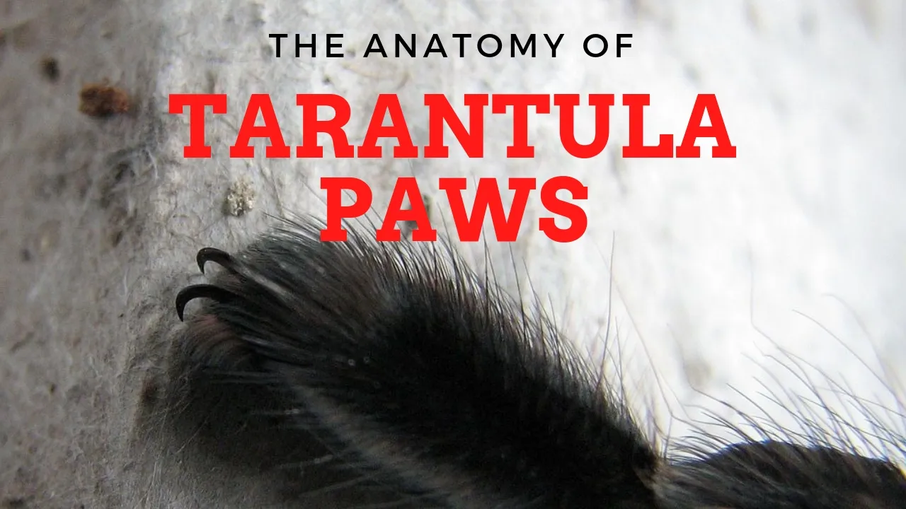 19031 tarantula paw close up