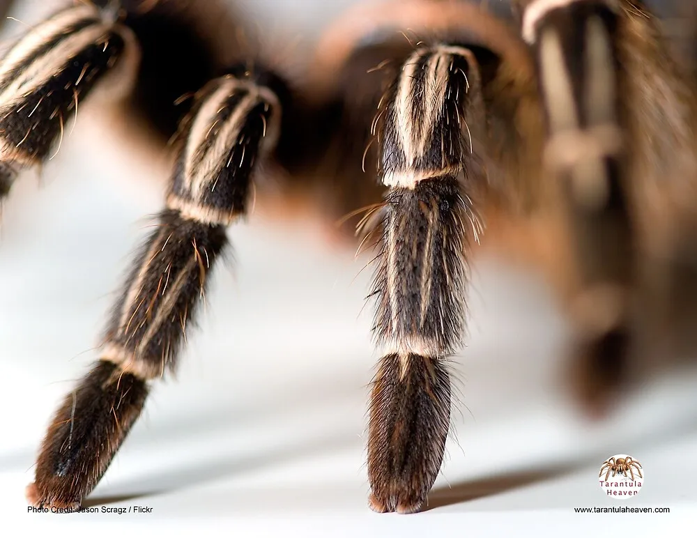 19031 tarantula sensory hairs