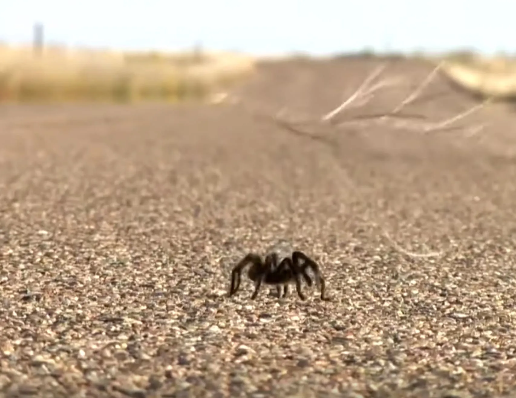 19035 best tarantula viewing spots