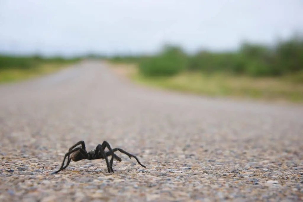 19035 colorado tarantula migration