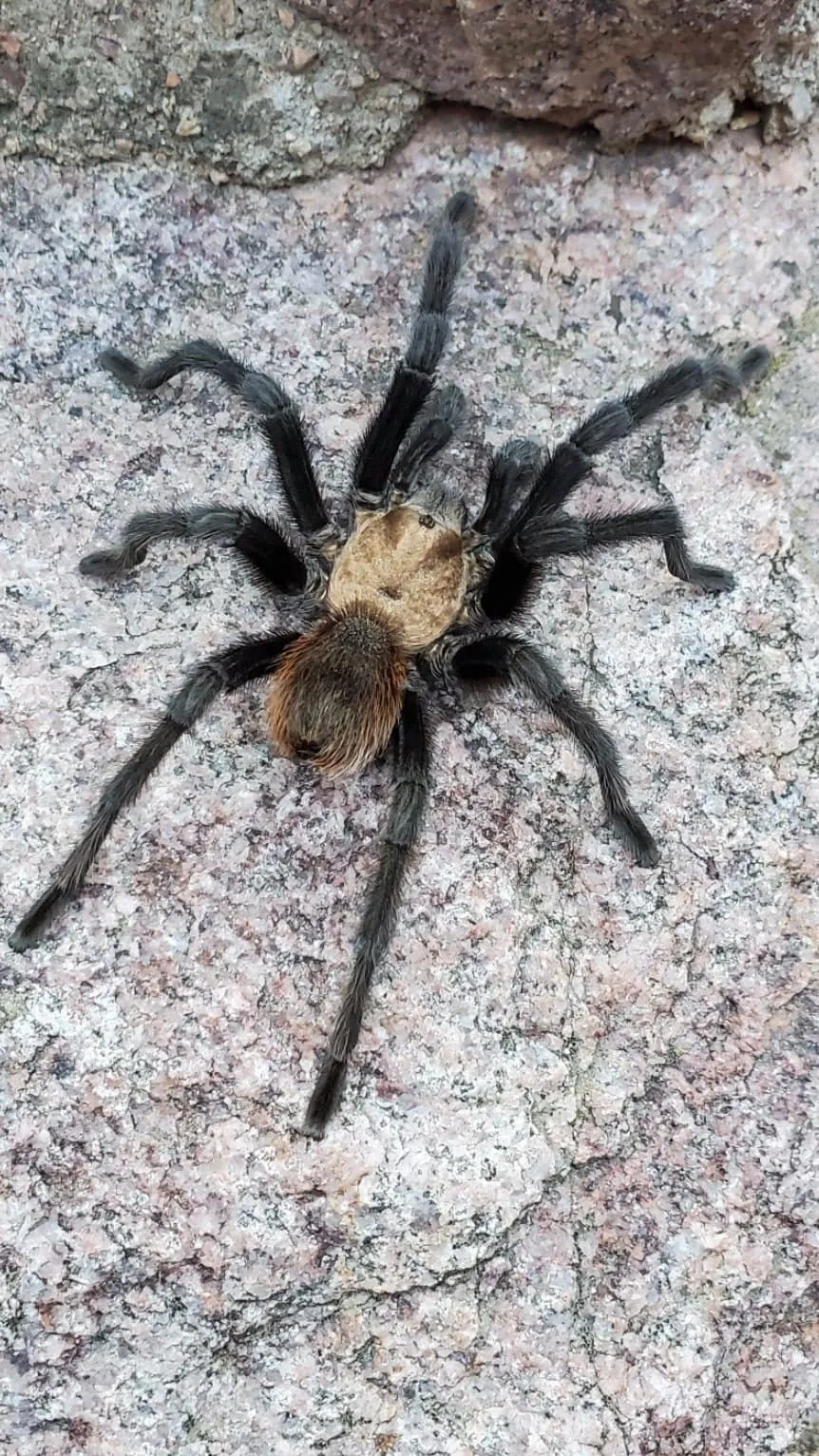19035 male tarantula colorado