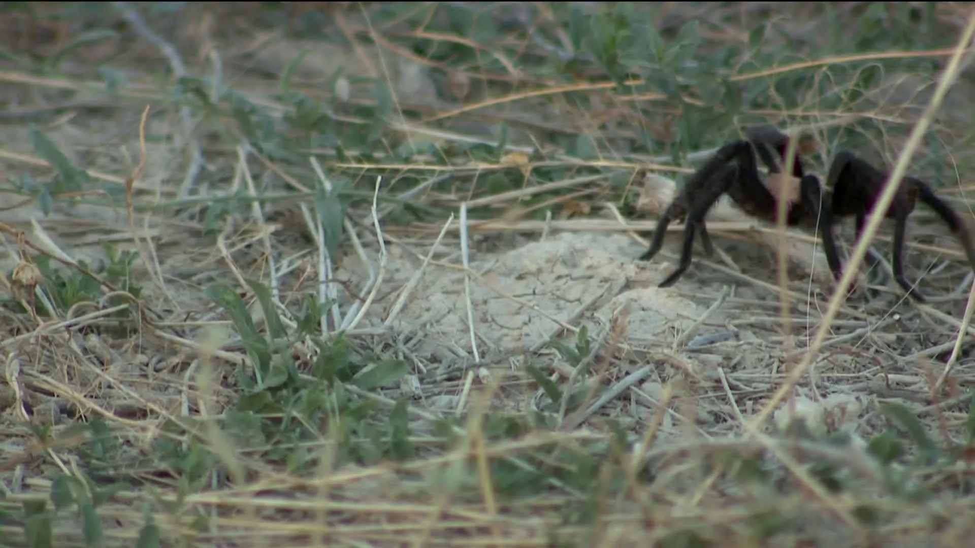 /img/19035-tarantula-habitat-conservation.webp