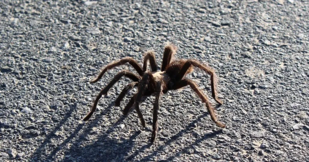 19035 tarantula migration environment
