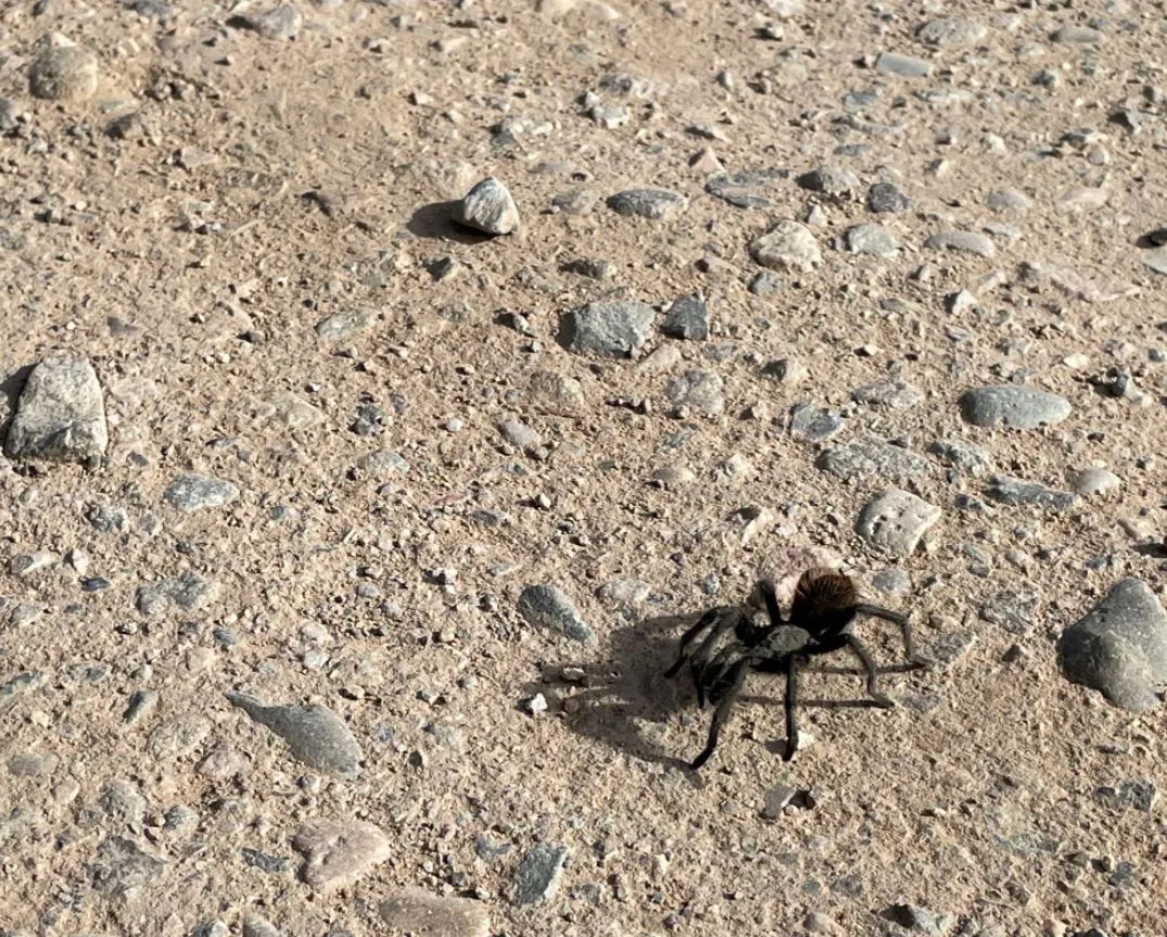 19035 tarantula predators