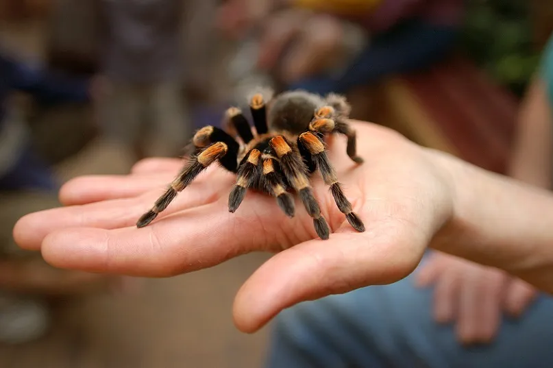19039 choosing a tarantula