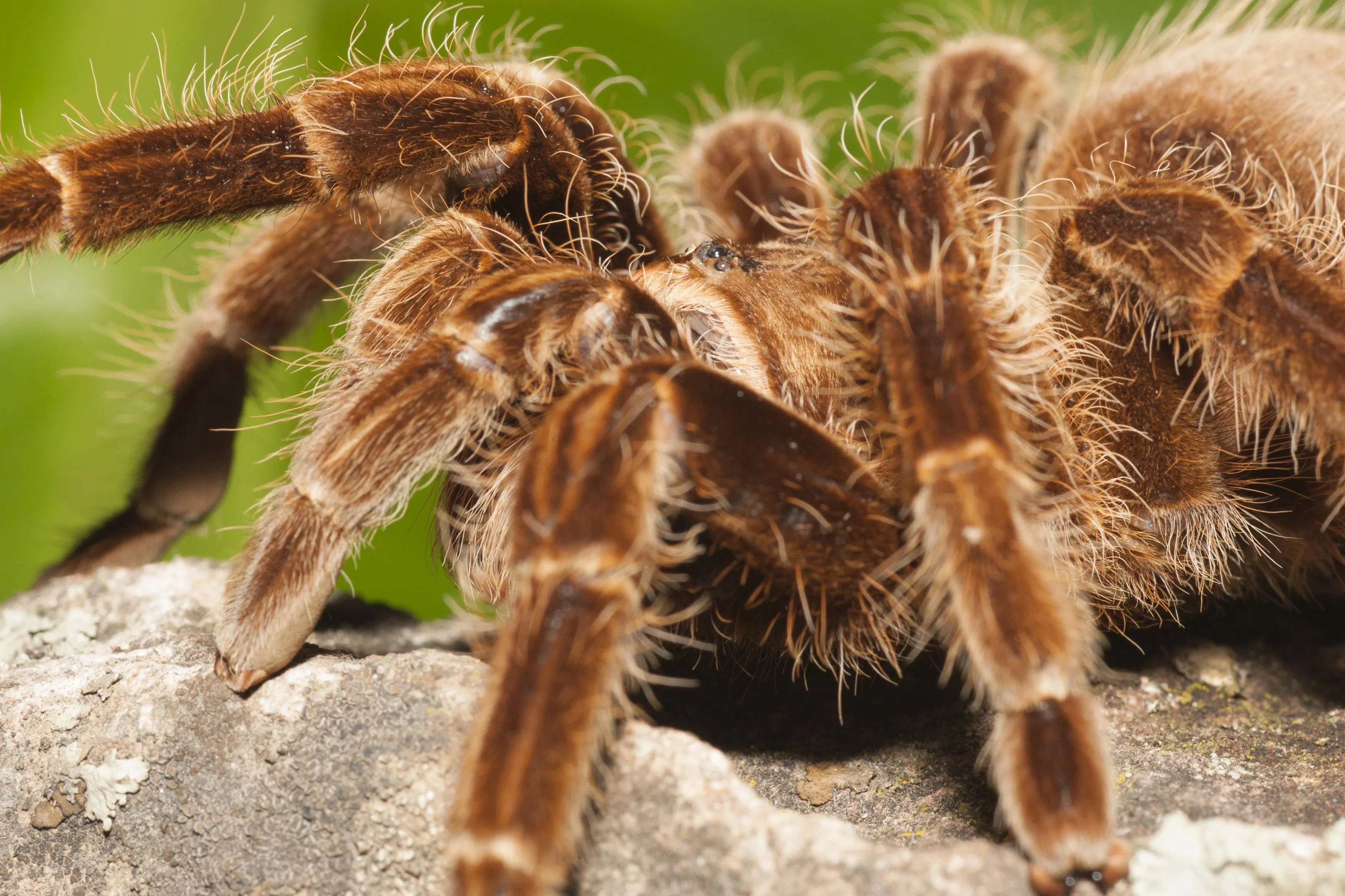 /img/19039-healthy-tarantula.webp
