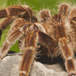 /img/19039-healthy-tarantula.webp