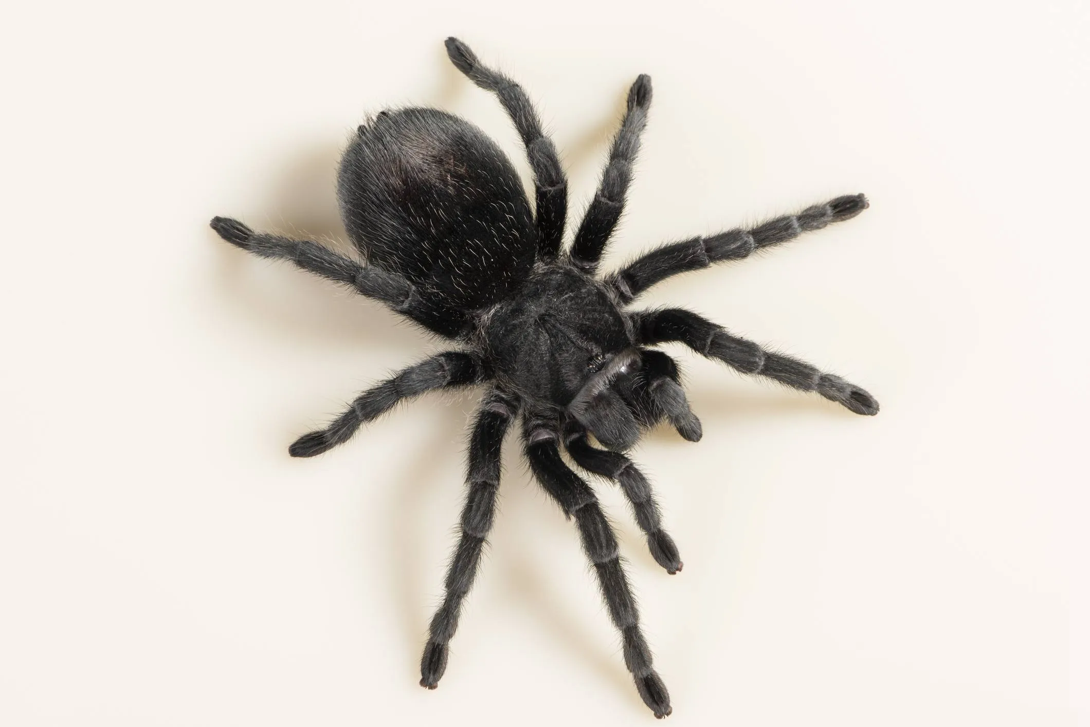 19039 tarantula cleaning