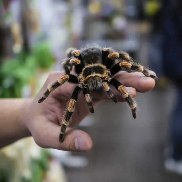 19039 tarantula enclosure