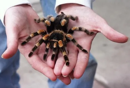 19039 tarantula handling