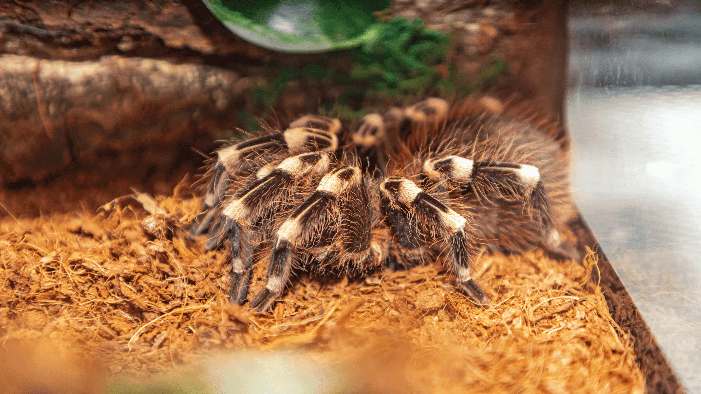 19039 tarantula water