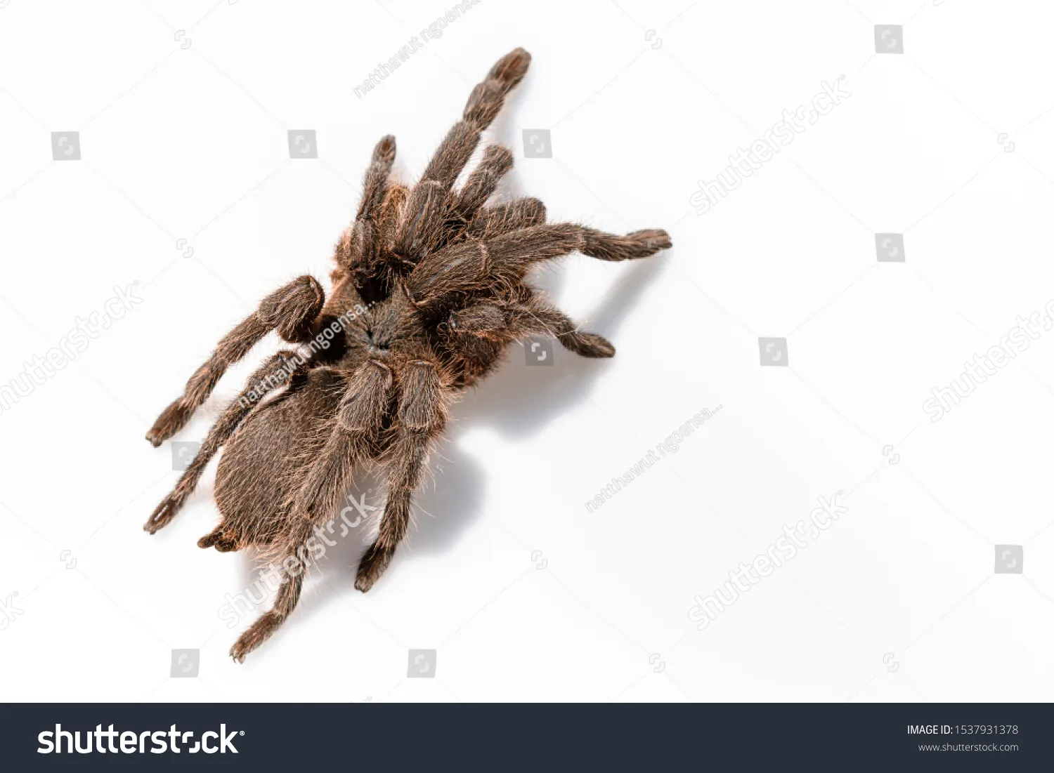 19041 japanese pseudo tarantula anatomy