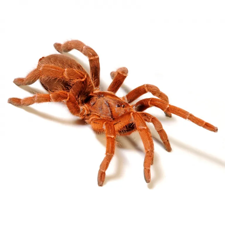 /img/19041-japanese-pseudo-tarantula-comparison.webp