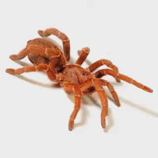 /img/19041-japanese-pseudo-tarantula-comparison.webp