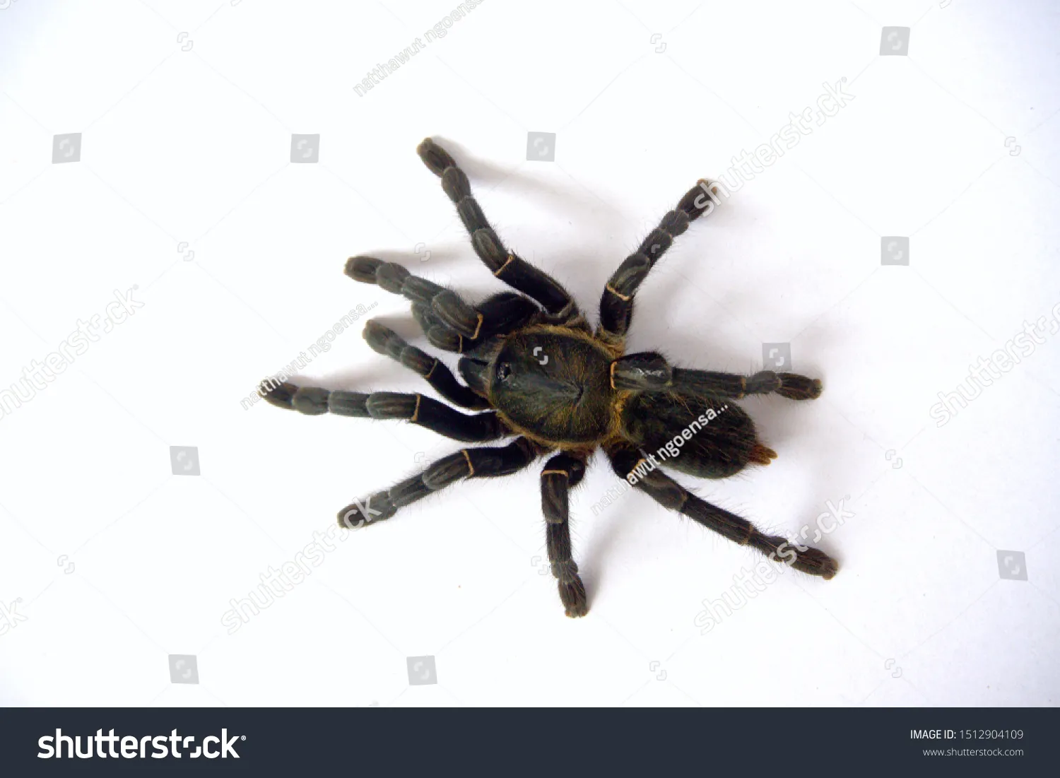 19041 japanese pseudo tarantula defense