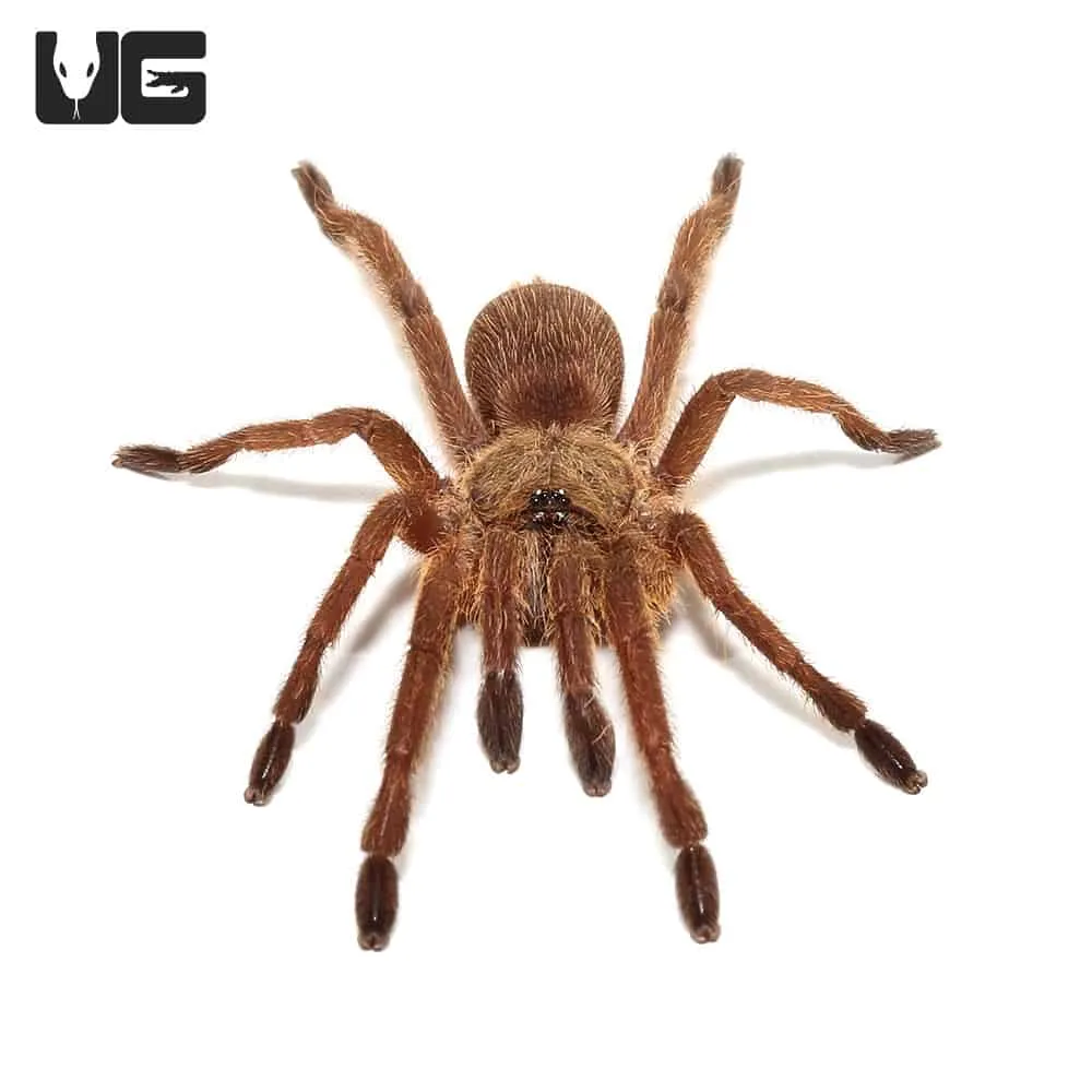 19041 japanese pseudo tarantula hunting