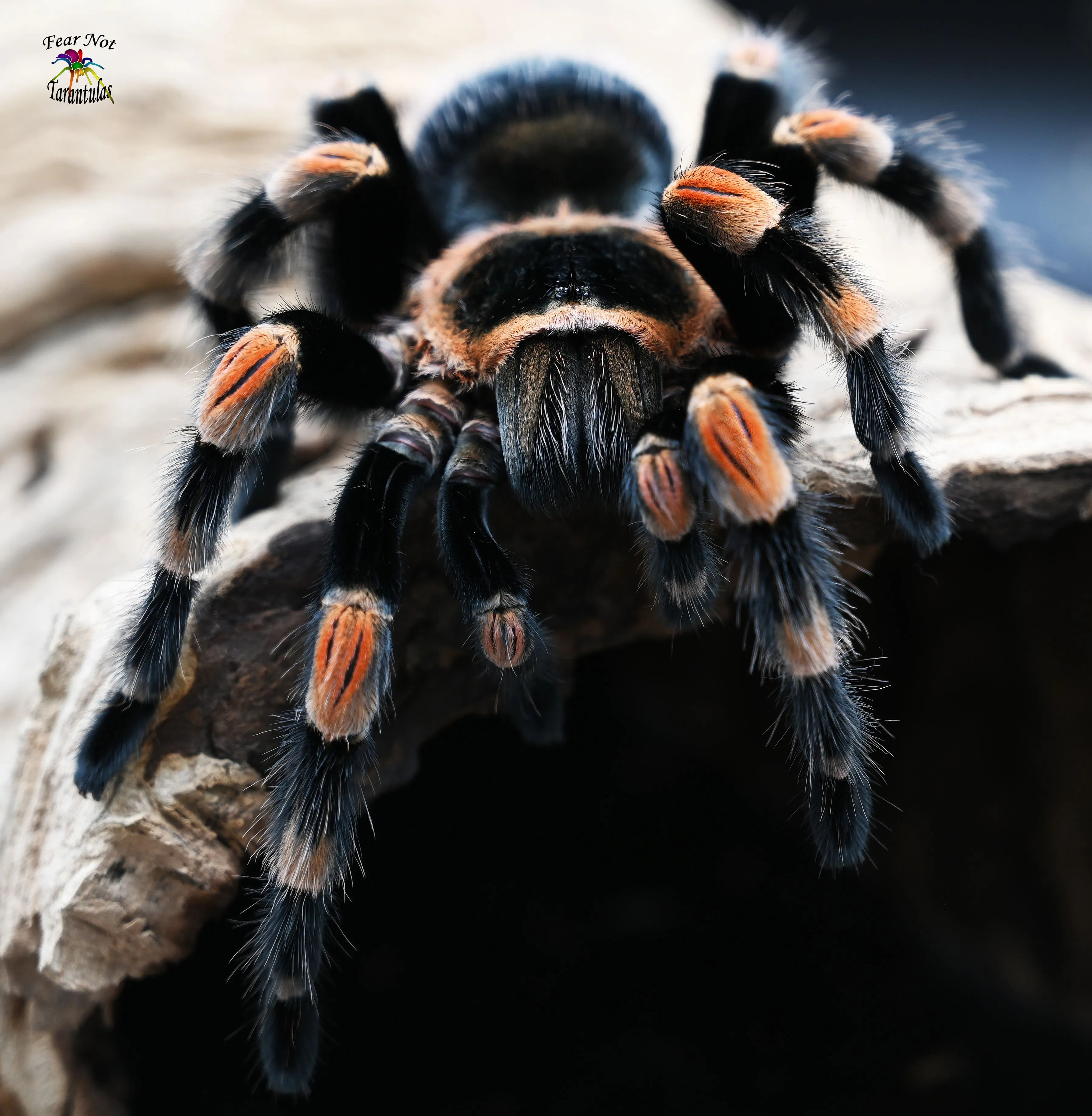 19041 japanese pseudo tarantula misidentification