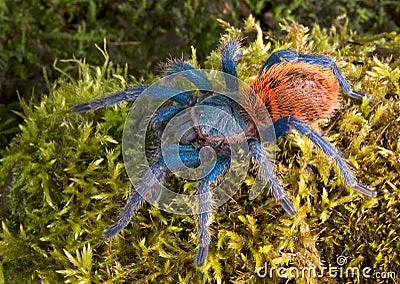 19043 tarantula in habitat