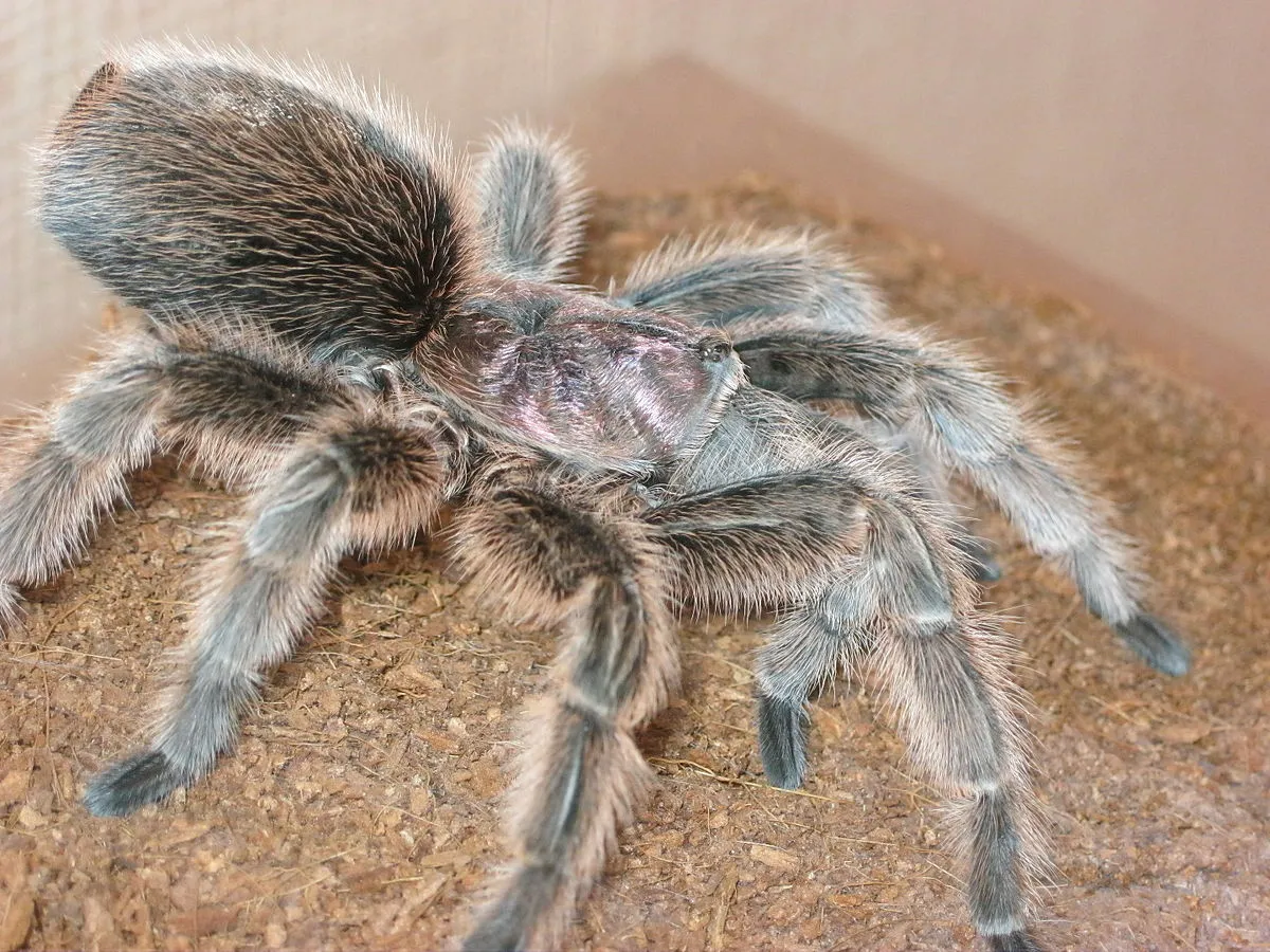 19045 rose hair tarantula cleaning