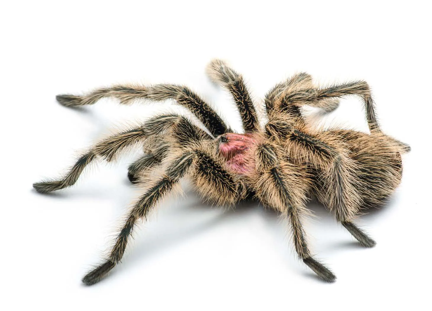 19045 rose hair tarantula feeding