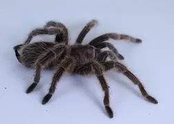 19045 rose hair tarantula handling
