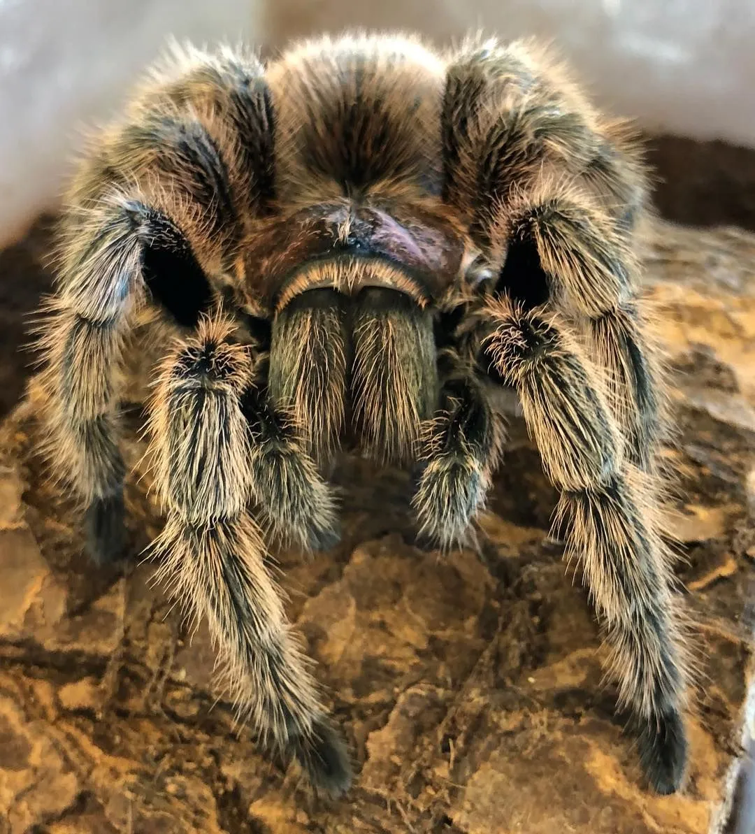 /img/19045-rose-hair-tarantula-health.webp