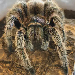 /img/19045-rose-hair-tarantula-health.webp