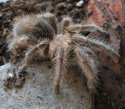 19045 rose hair tarantula prey