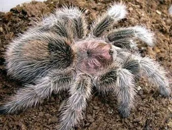 19045 rose hair tarantula substrate