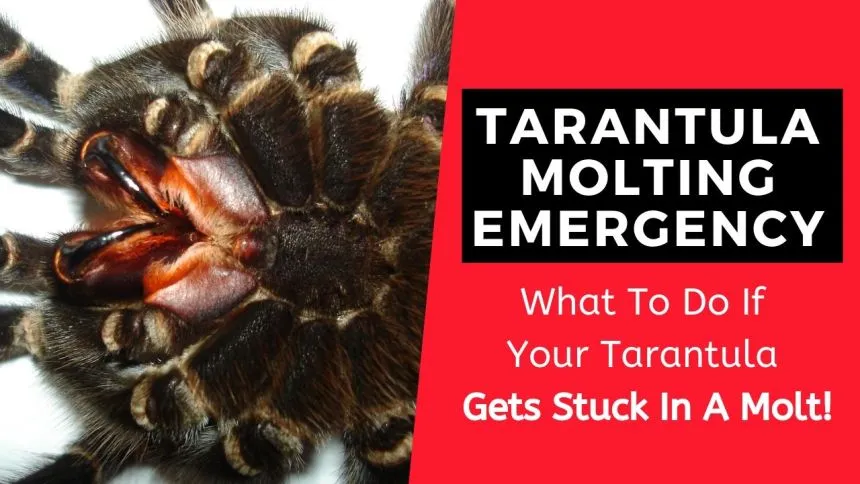 19047 dehydrated tarantula