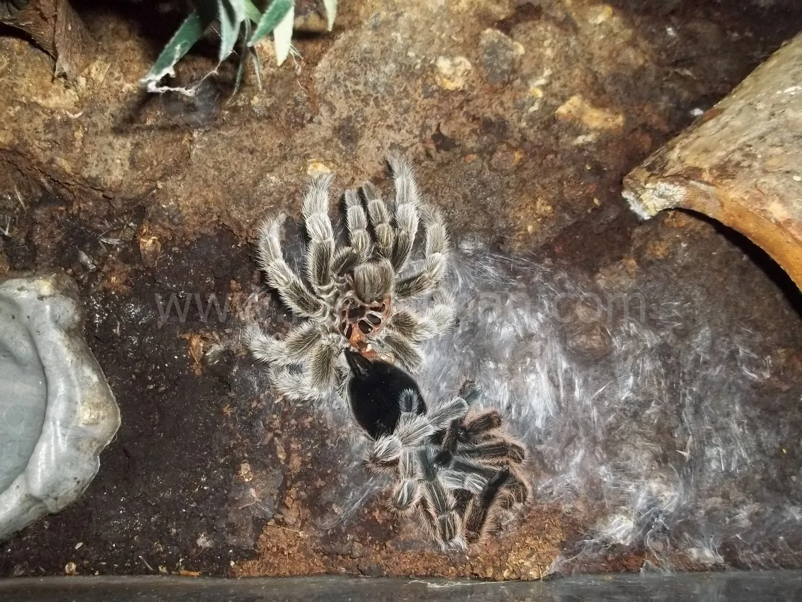 /img/19047-healthy-tarantula.webp