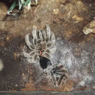 /img/19047-healthy-tarantula.webp