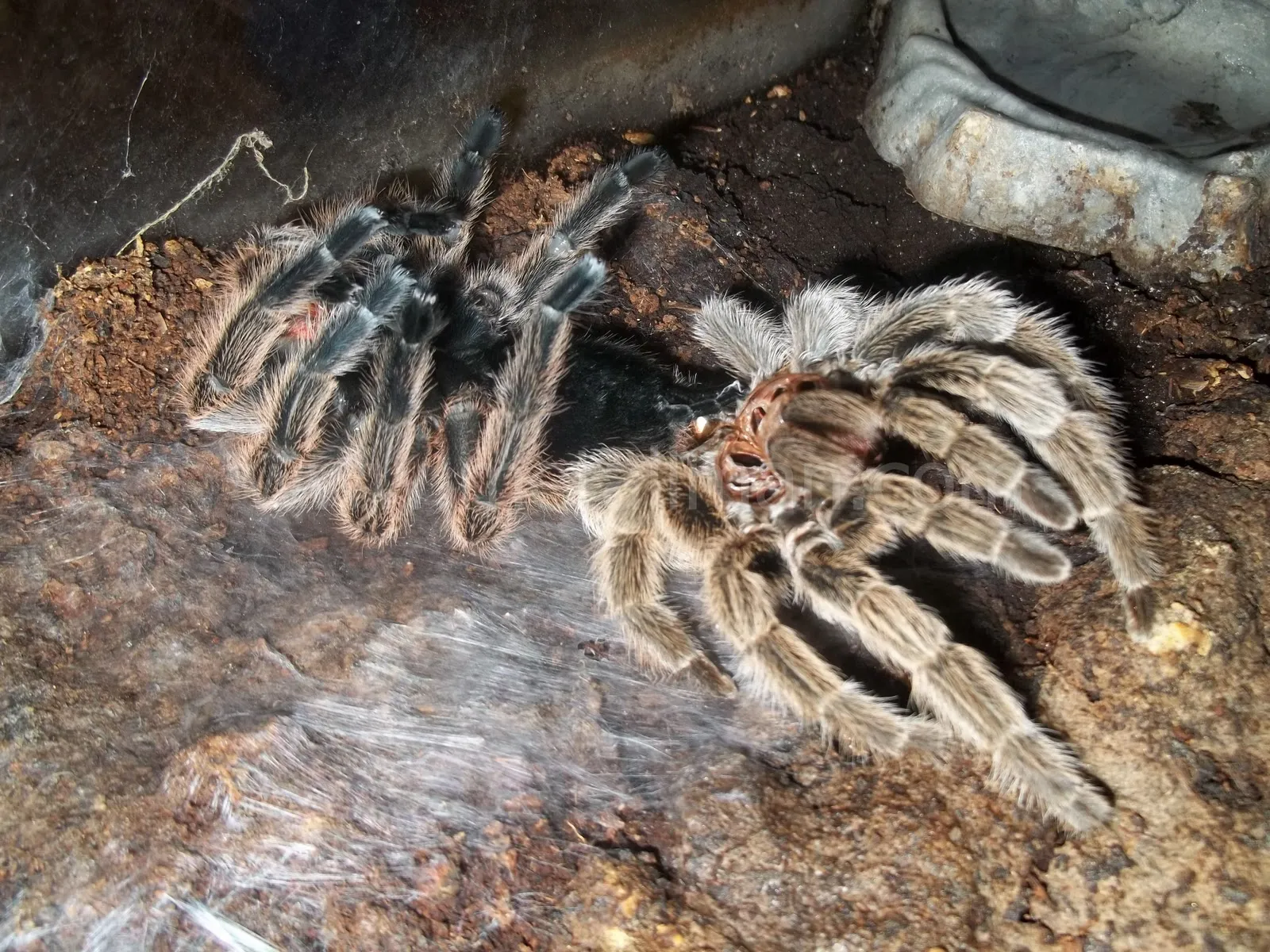 19047 tarantula enclosure