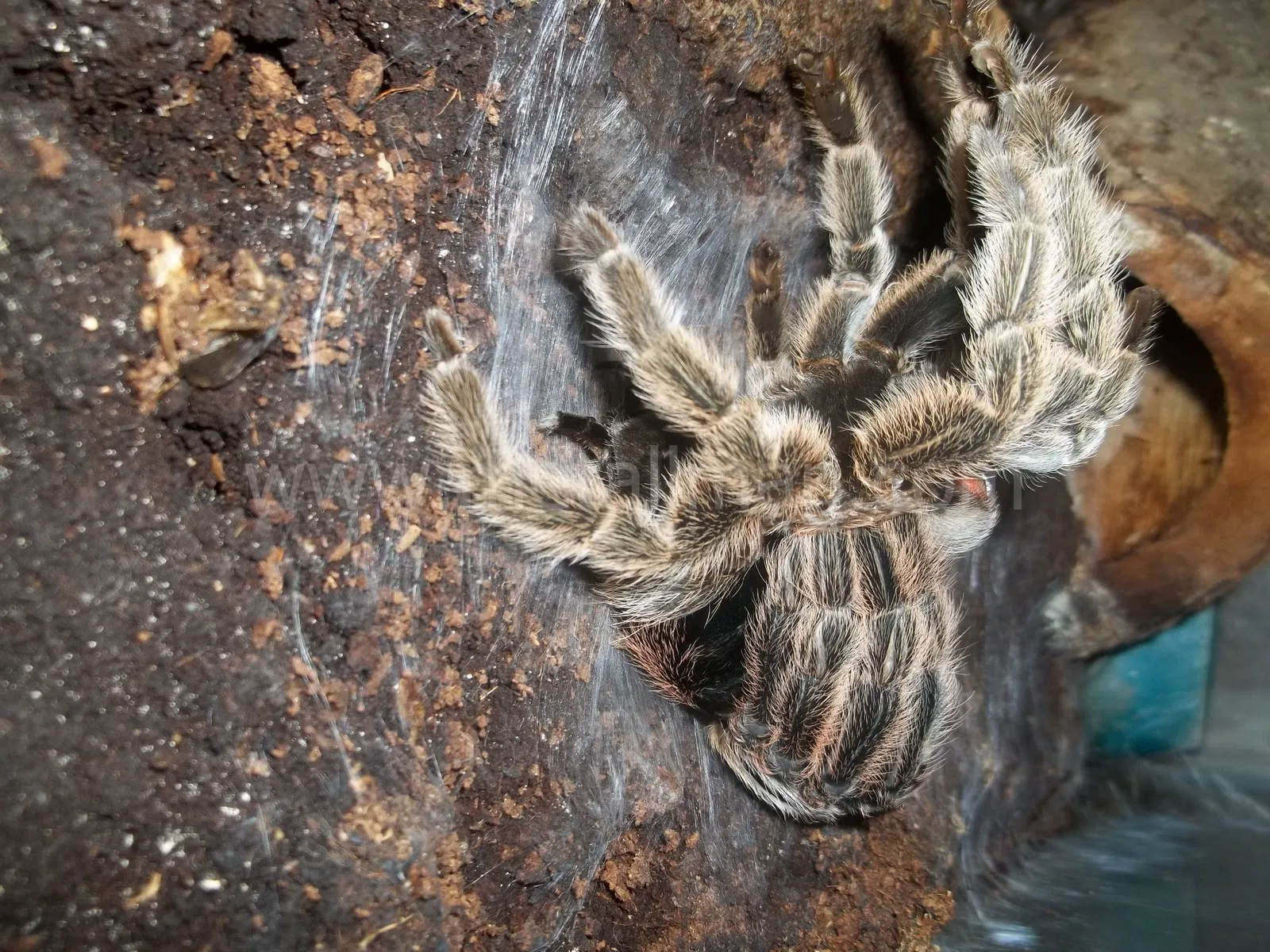 19047 tarantula mites