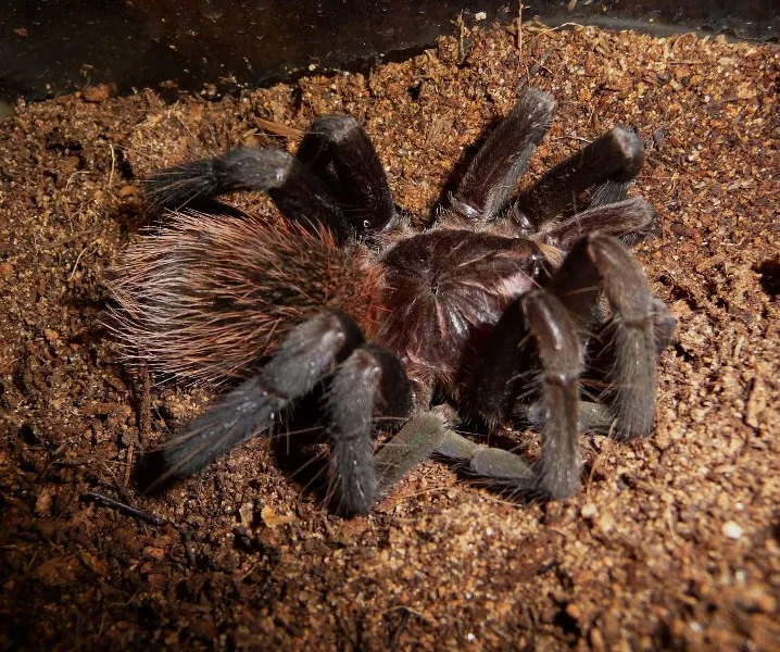 19047 tarantula molting