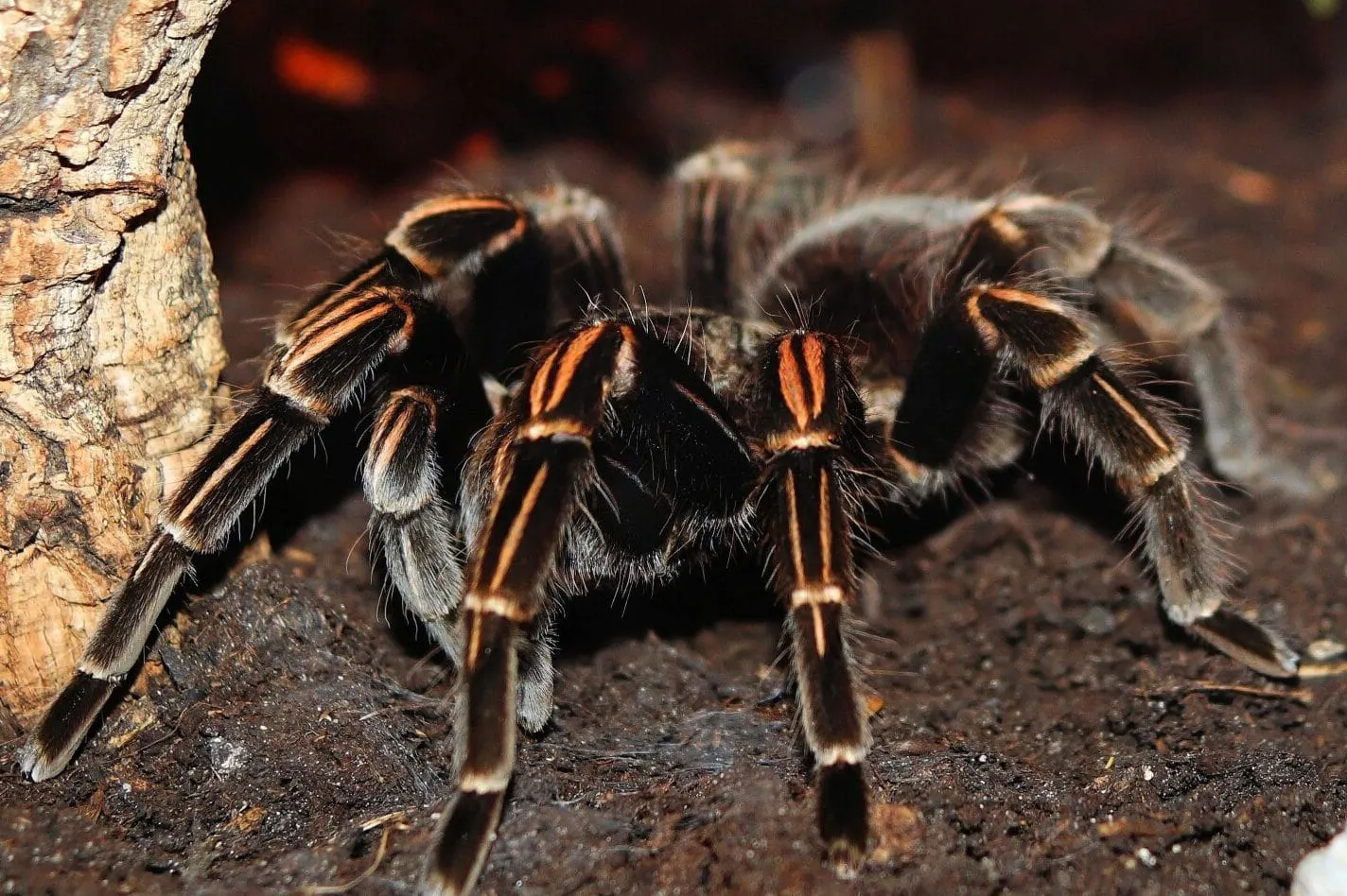/img/19051-tarantula-diet.webp