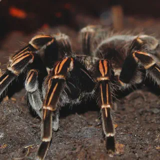 /img/19051-tarantula-diet.webp
