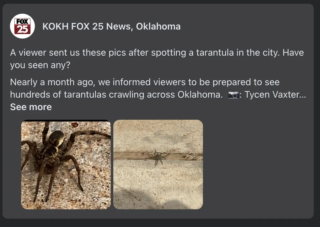 19051 tarantula habitat