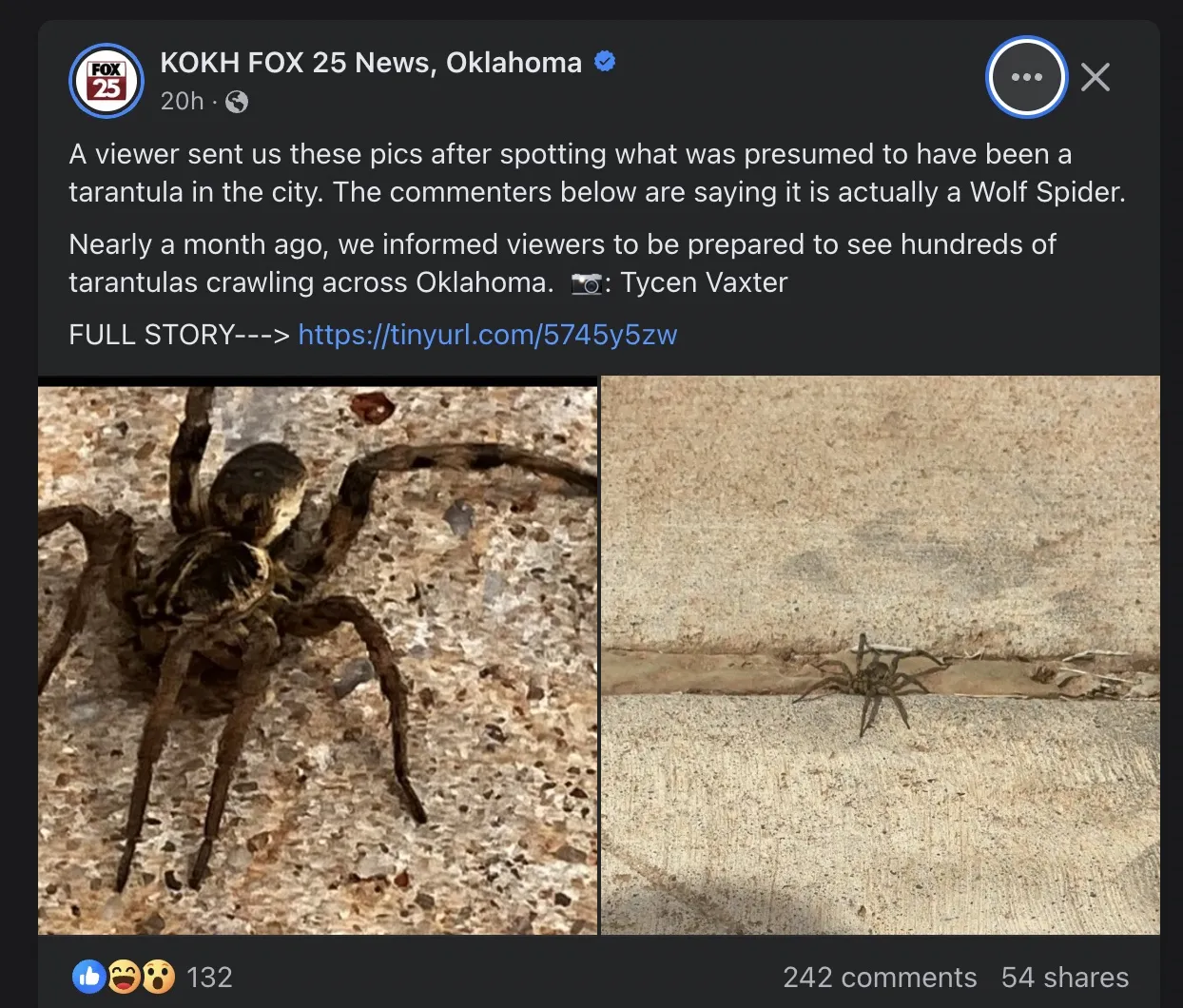 19051 wolf spider bite