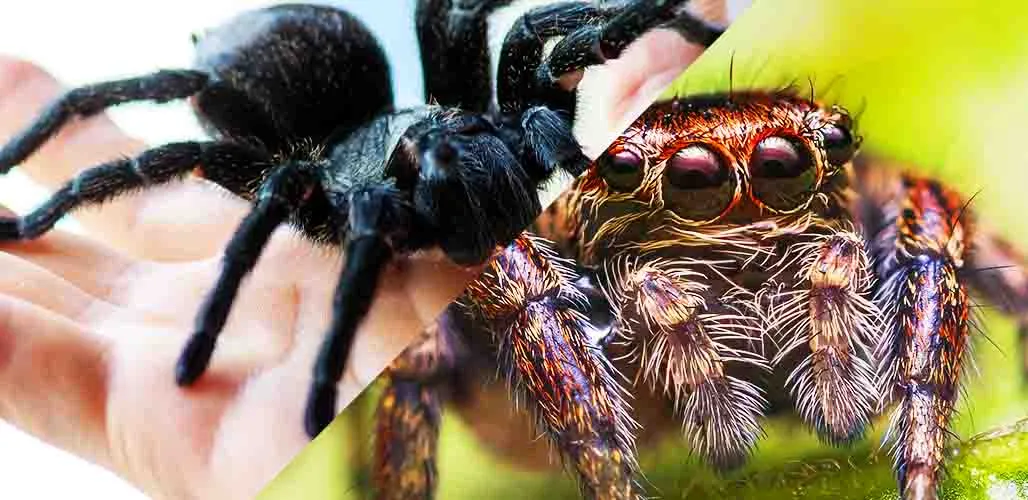 19051 wolf spider habitat