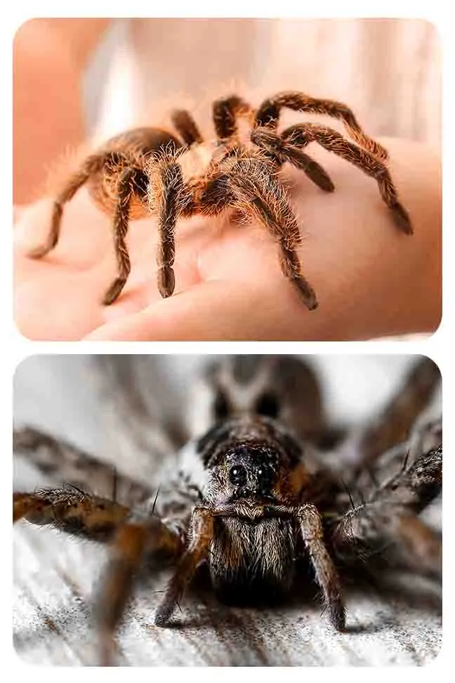 19051 wolf spider size