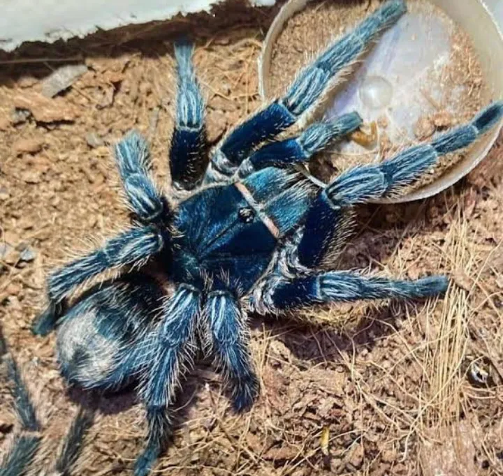 19051 wolf spider vs tarantula