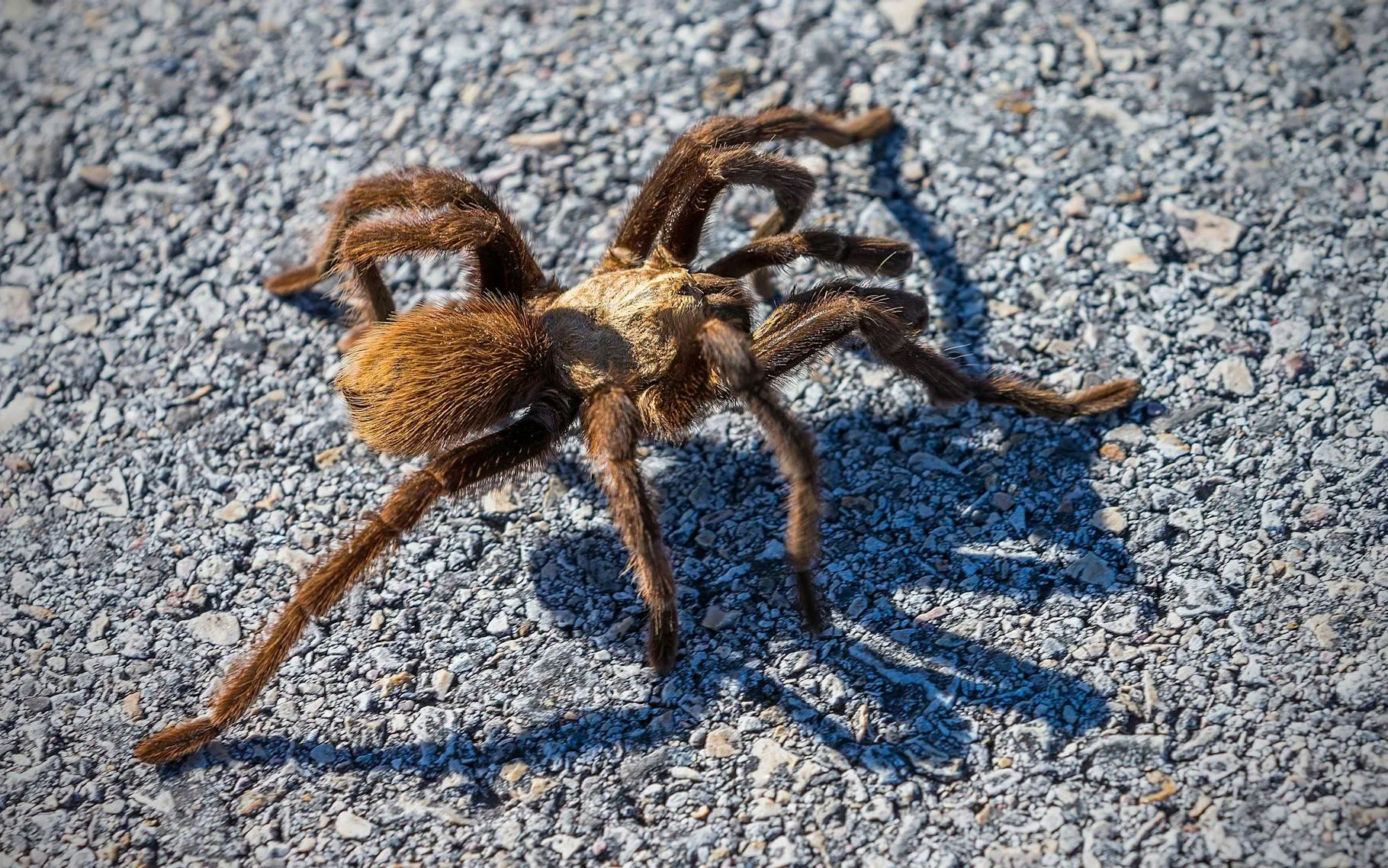 19053 brown tarantula texas